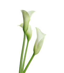 Beautiful calla lily flowers on white background