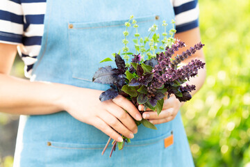 Women's hands hold freshly picked green and purple basil on farm. Selective focus.
