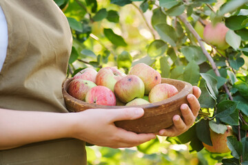 Woman hands holding a wooden bowl with fresh ripe organic apples on farm. Selective focus.