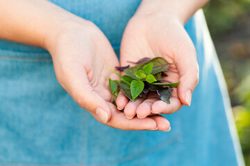 Woman is holding several leaves of multicolored basil in her hands, close-up. Selective focus.