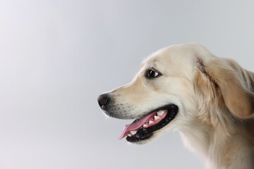 Cute Labrador Retriever dog on light grey background. Space for text