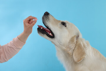 Woman giving pill to cute Labrador Retriever dog on light blue background, closeup