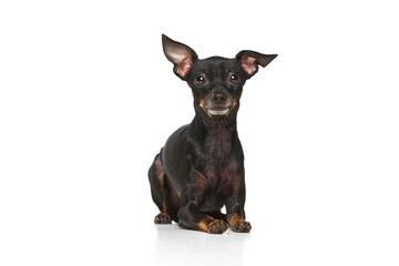 Front view. Shot of Pinscher puppy with big kind eyes posing isolated over white studio background. Cute charming dog. Close up