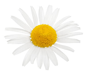 Chamomile flower isolated on white or transparent background. Camomile medicinal plant, herbal medicine. One single chamomile flower. - obrazy, fototapety, plakaty