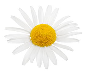 Chamomile flower isolated on white or transparent background. Camomile medicinal plant, herbal medicine. One single chamomile flower.