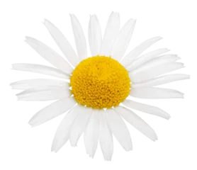 Foto auf Alu-Dibond Chamomile flower isolated on white or transparent background. Camomile medicinal plant, herbal medicine. One single chamomile flower. © Olesia