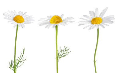 Chamomile flowers isolated on white or transparent background. Camomile medicinal plant, herbal medicine. Set of three chamomile flowers with green stem.