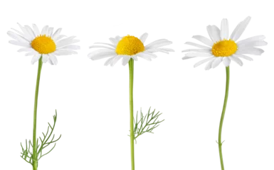 Zelfklevend Fotobehang Chamomile flowers isolated on white or transparent background. Camomile medicinal plant, herbal medicine. Set of three chamomile flowers with green stem. © Olesia