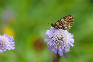 Papillon sur fleur