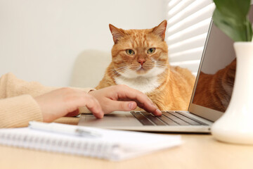 Fototapeta premium Woman working with laptop at home, closeup. Cute cat lying on wooden desk near owner