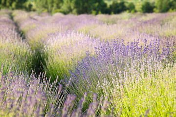 Fototapeta premium Beautiful view of blooming lavender growing in field