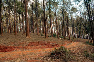 A dirt hiking trail in the Pine Tree forest at Mbooni Forest in Makueni County, Kenya