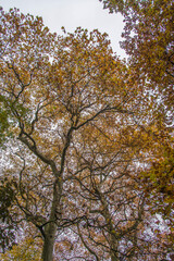 Arbres aux couleurs d'automne dans le parc du château de Pont-de-Veyle, Ain, France
