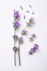 Beautiful aromatic lavender flowers on white background, flat lay