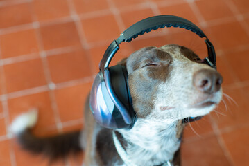 dog with noise-cancelling headphones, looking up with eyes closed, annoyed by excessive noise from firecrackers or loud noises - obrazy, fototapety, plakaty