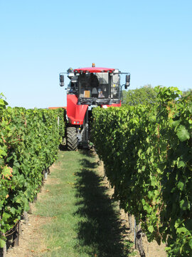 Weinlese im Rheingau: Winzer mit dem Vollernter im Weinberg. Ernte der Trauben mit dem Spezialfahrzeug.