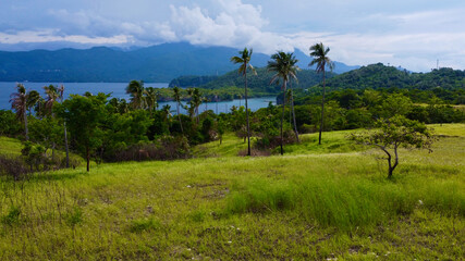Landscape with palm trees, a green field, white clouds and the shore of a tropical island. Aerial view of palm trees on the seashore, a field of green grass, a strait between tropical islands.