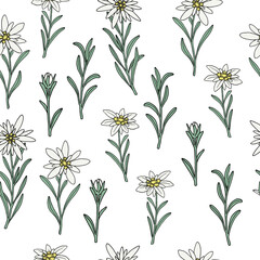 Seamless floral pattern background with edelweiss flowers, branches. Floral botanical elements. Hand drawn line vector illustration.
