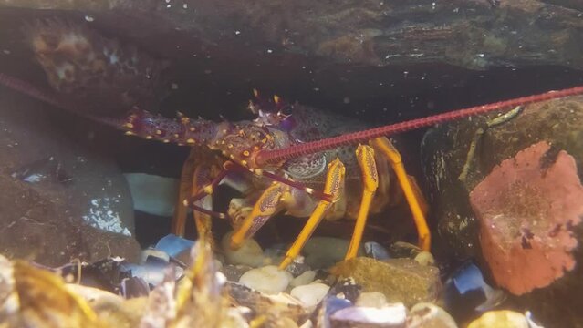 A crayfish feeding under a rock. New Zealand
