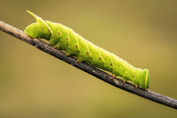 Śliczna zielona gąsienica na wiosennej łące