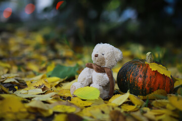 Autumn nature concept. Pumpkin vegetables on wood. Thanksgiving dinner