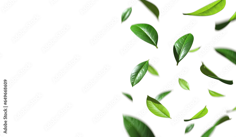 Poster greenery leaves falling down movement with copy-space cutout on transparent backgrounds 3d rendering