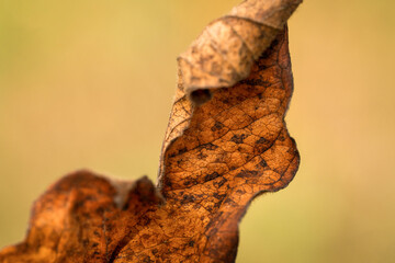 Śliczny brązowy jesienny liść na polanie - obrazy, fototapety, plakaty