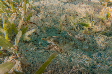 Fish swimming in the Red Sea, colorful fish, Eilat Israel
