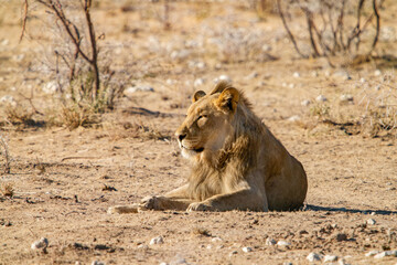 Lion couché dans la savane