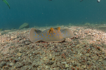 Blue-spotted stingray On the seabed in the Red Sea Eilat, Israel
