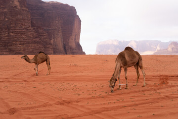 Wielbłądy pasą się na pustyni Wadi Rum, Jordania - obrazy, fototapety, plakaty