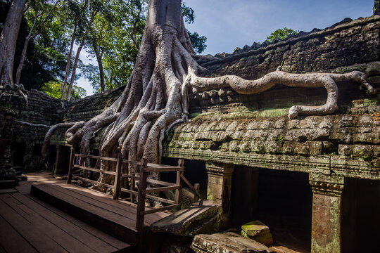 Racines de Tetrameles nudiflora à Angkor