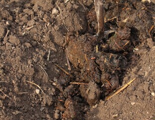 Organic manuring in the garden. Close up of pile of dung with earthworms in the furrow and garden fork.  Traditional rural scene lit by the sun.