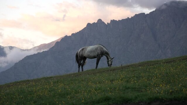 A horse feeding on green pasture during sunset with a backdrop of Kazbegi mountains, Georgia
