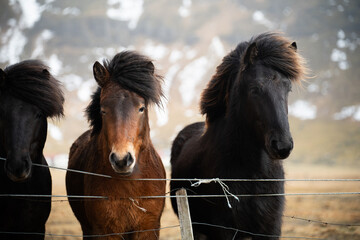 Portret koni (kucy) islandzkich - obrazy, fototapety, plakaty