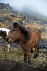 Portret koni (kucy) islandzkich - obrazy, fototapety, plakaty