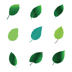 leaves of various plants set white background.