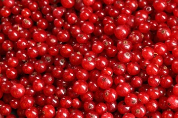 Many ripe red currants as background, top view