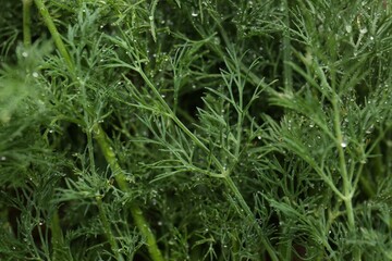 Fresh green dill with water drops as background, closeup