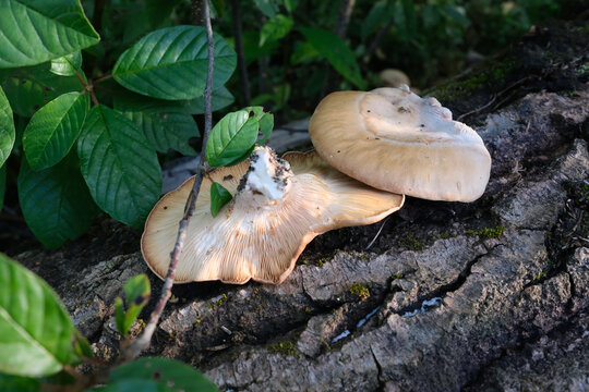 Panus conchatus, commonly known as the lilac oysterling, smooth panus, or conch panus