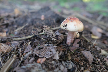 Amanita rubescens, known as blushing amanita. Mushrooms in the natural environment