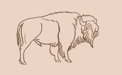 Vector hand drawn sketch of bison on sepia background,graphical illustration. Bull
