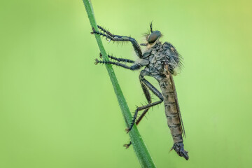 Piękna mucha na wiosennej zielonej polanie