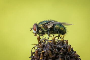 Piękna mucha na wiosennej zielonej polanie