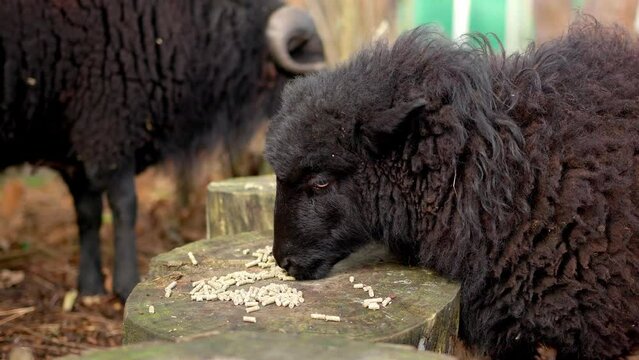 Close-up shot of Ouessant sheep eating food pellets off a wooden log