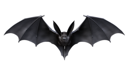 bat isolated on  transparent background