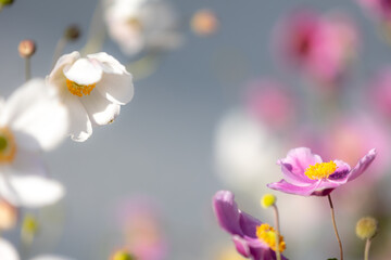 Close-up of pink and white Japanese anemone blossoms (anemone hupehensis) with blurry foreground...