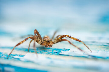 spider on a blue background