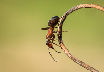 Piękna czerwona mrówka na wiosennej zielonej łące - obrazy, fototapety, plakaty