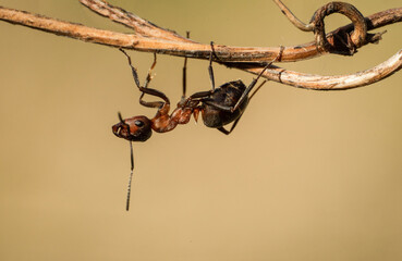 Piękna czerwona mrówka na wiosennej zielonej łące - obrazy, fototapety, plakaty